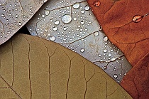 Overlapping Fallen Leaves with Dew